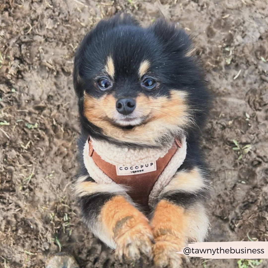 Brown Aviator Adjustable Neck HARNESS - Image 26