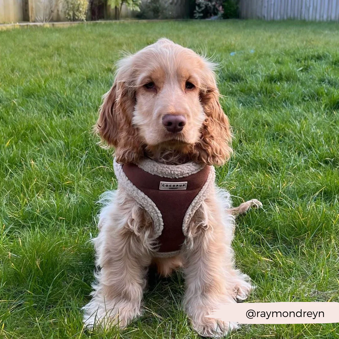 Brown Aviator Adjustable Neck HARNESS - Image 30