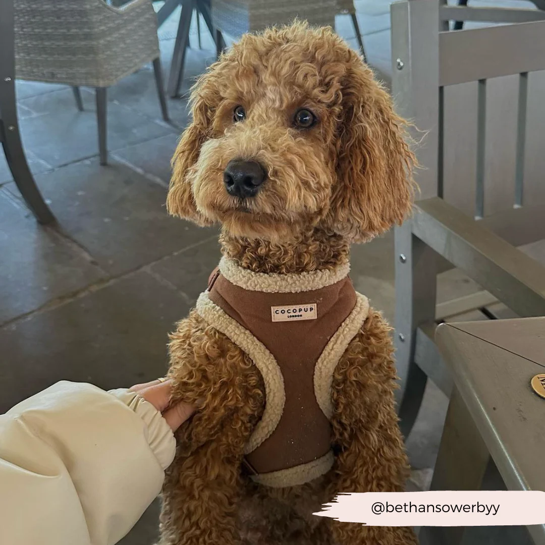 Brown Aviator Adjustable Neck HARNESS - Image 33