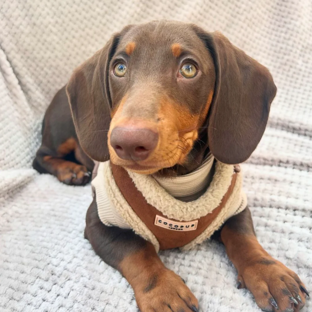 Brown Aviator Adjustable Neck HARNESS - Image 38