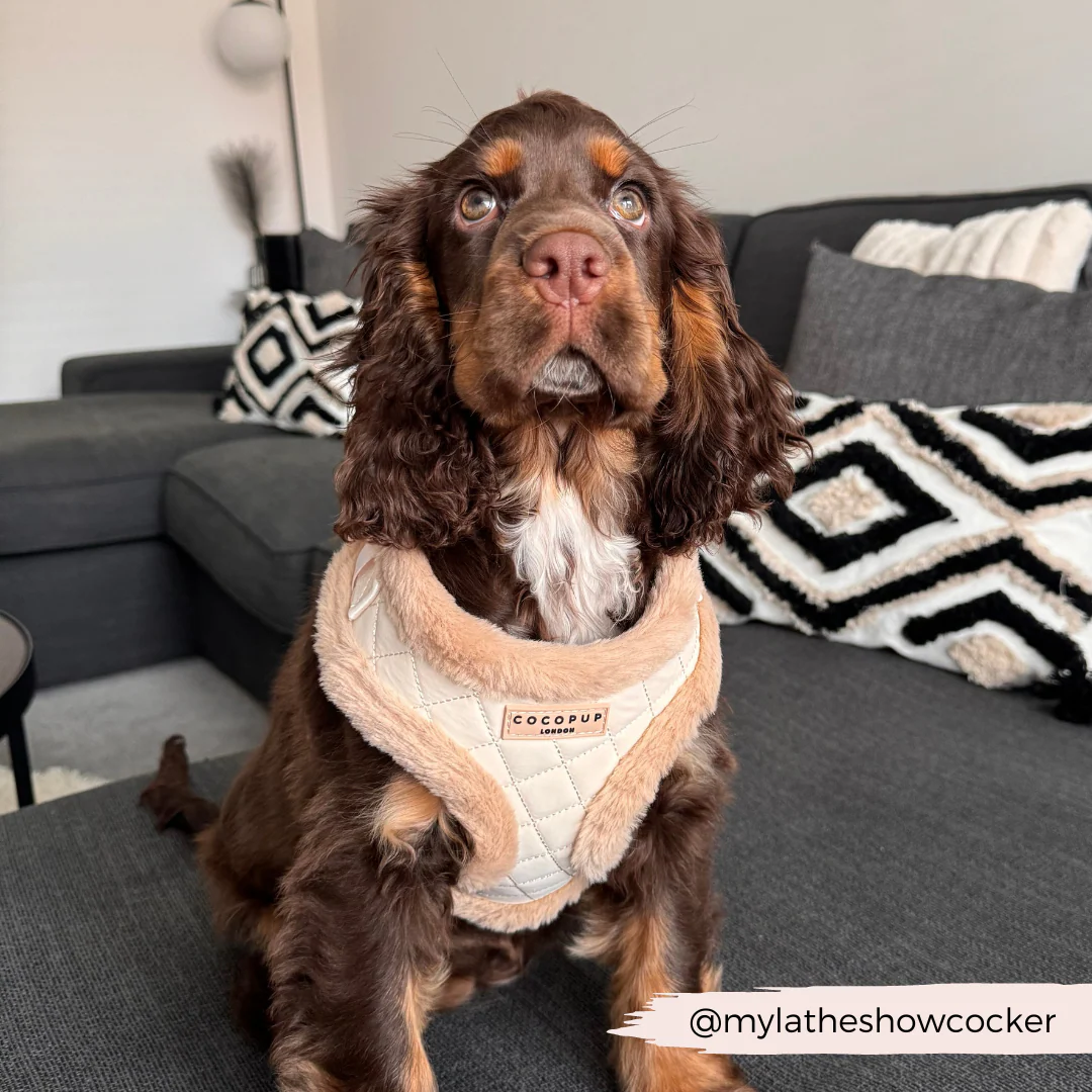 Cream Quilted Adjustable Neck HARNESS - Image 18