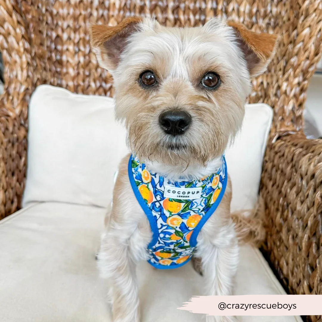 Amalfi Lemon Adjustable Neck HARNESS - Image 34
