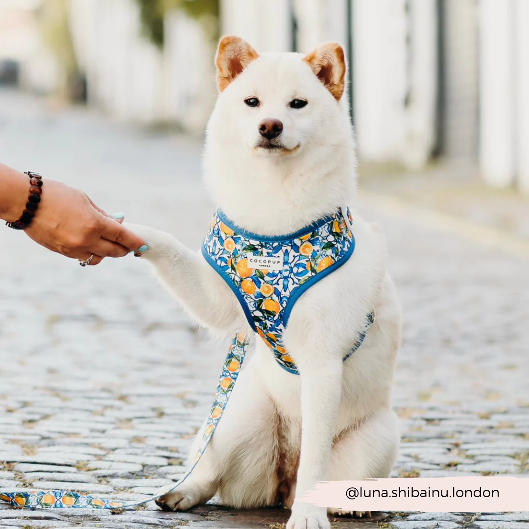 Amalfi Lemon Adjustable Neck Harness, Lead & Collar Bundle - Image 39