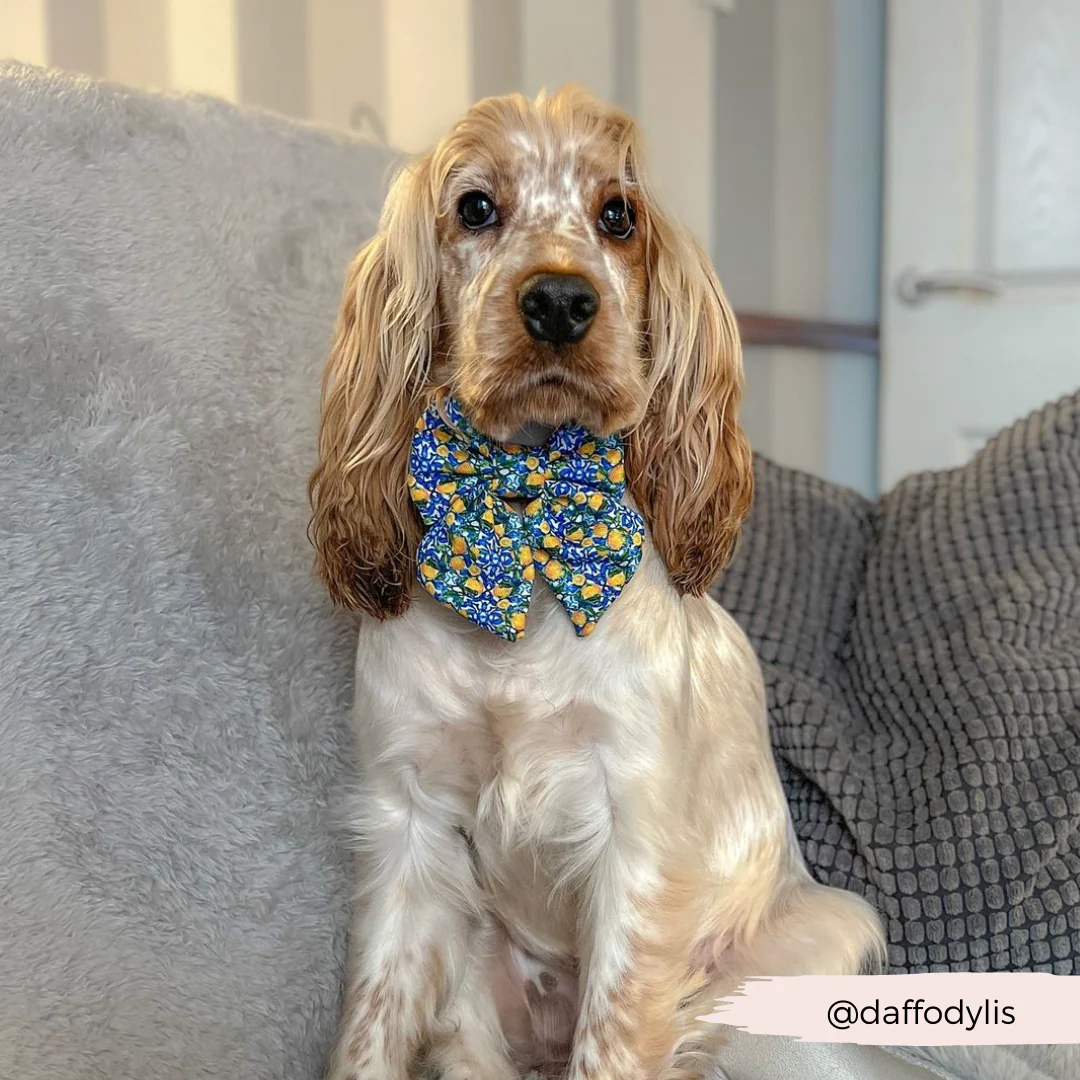 Amalfi Lemon Sailor Bow Tie - Image 7