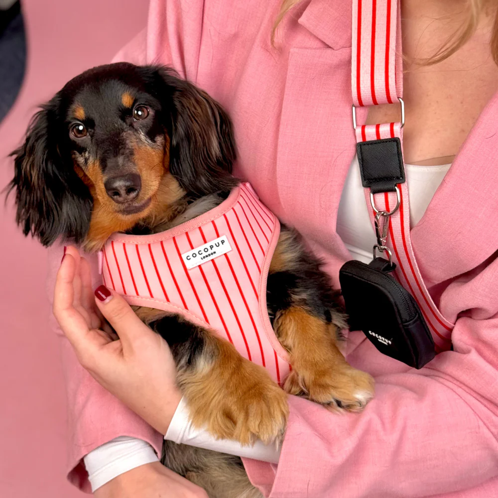 Bag Strap - Candy Stripe - Image 5