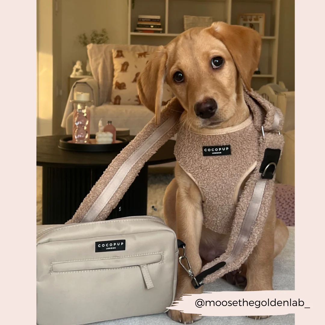 Teddy Bag Strap - Rupert - Image 8
