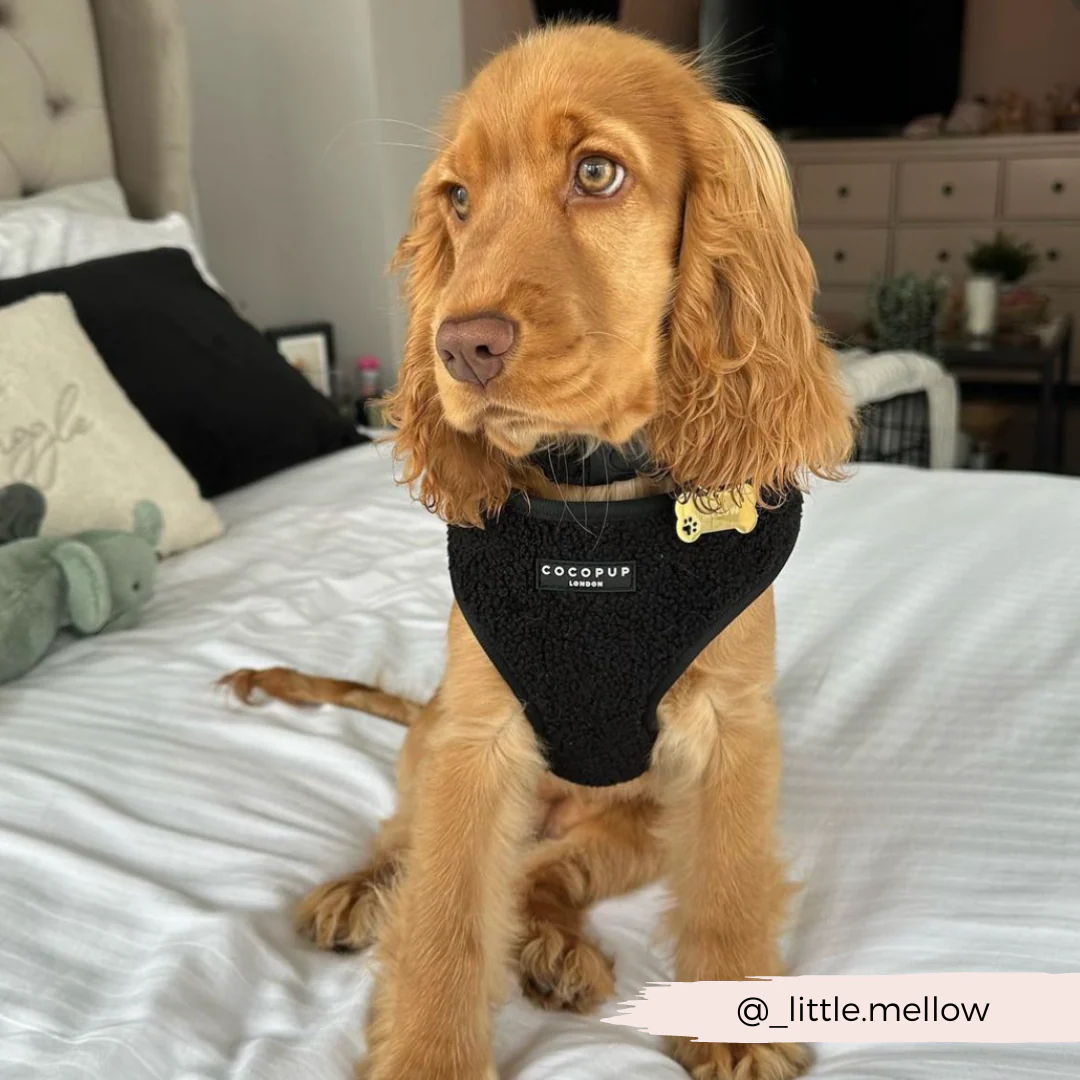 Teddy Adjustable Neck HARNESS - Baloo - Image 14