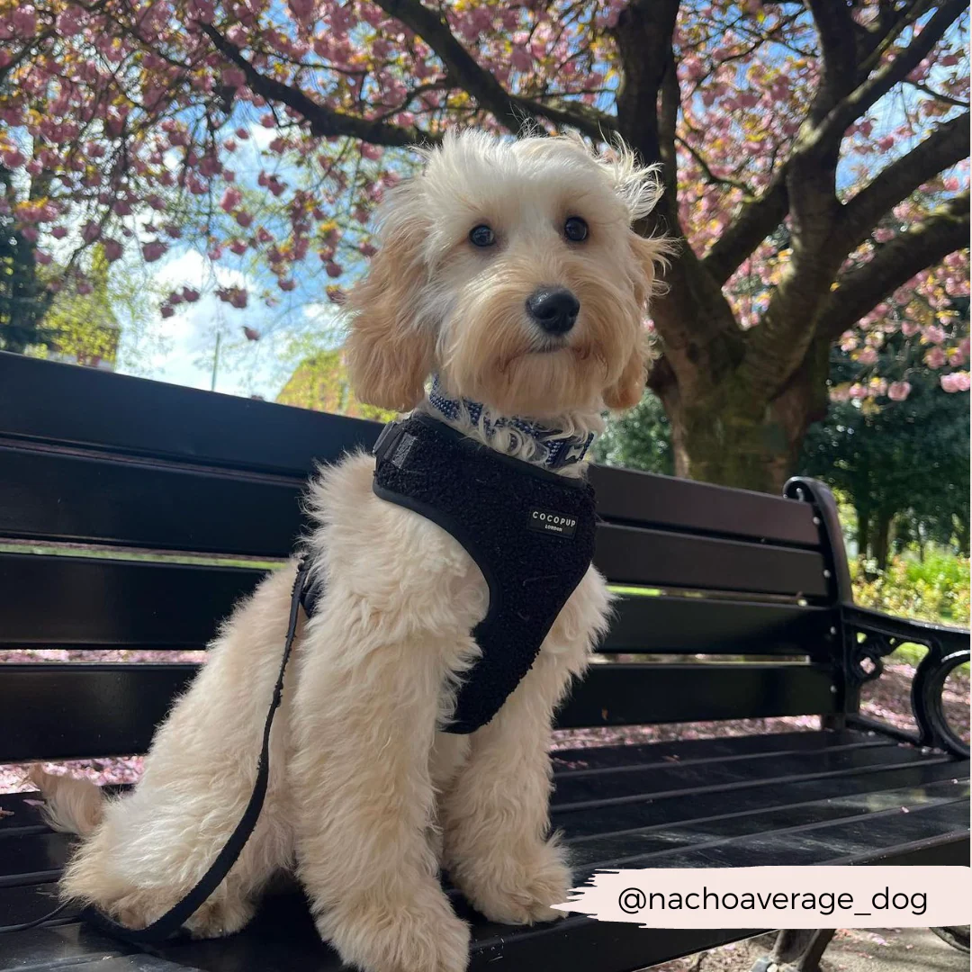 Teddy Adjustable Neck HARNESS - Baloo - Image 15