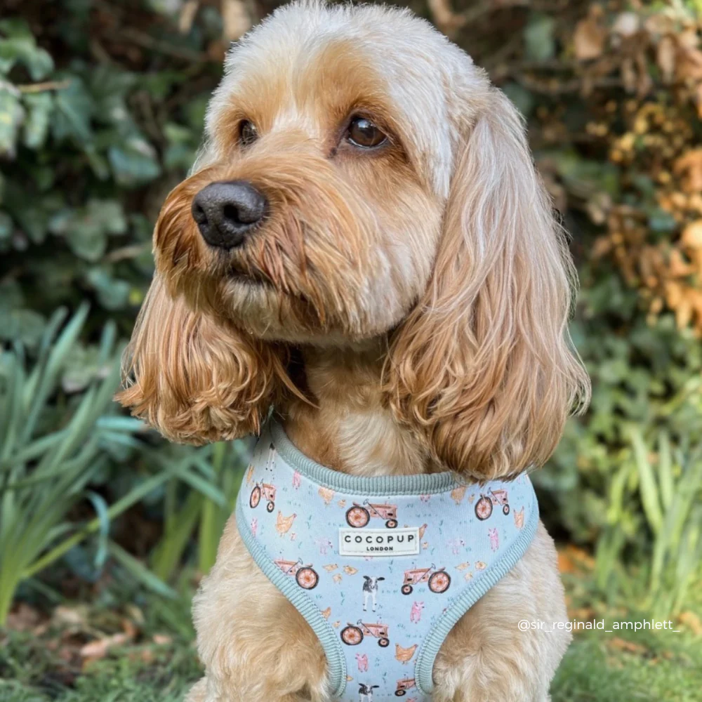 Barnyard Buddies Adjustable Neck Harness, Lead & Collar Bundle - Image 13