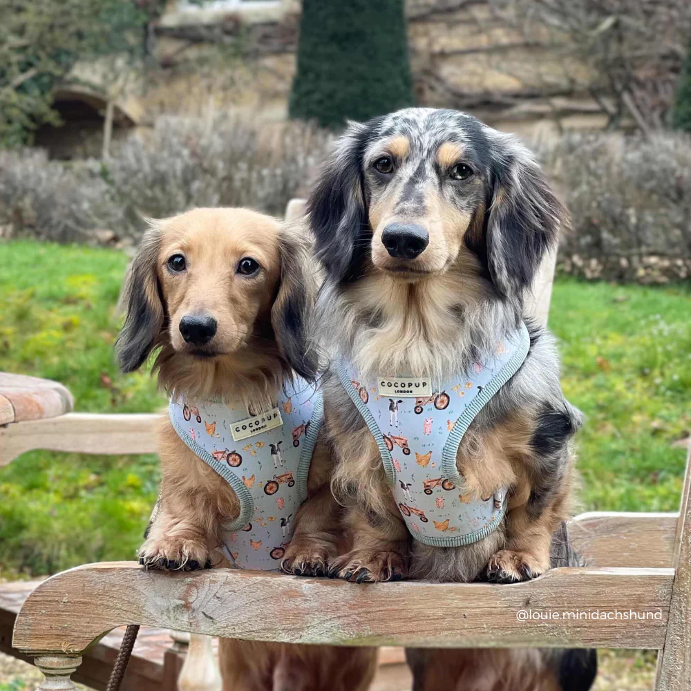 Barnyard Buddies Adjustable Neck Harness, Lead & Collar Bundle - Image 15