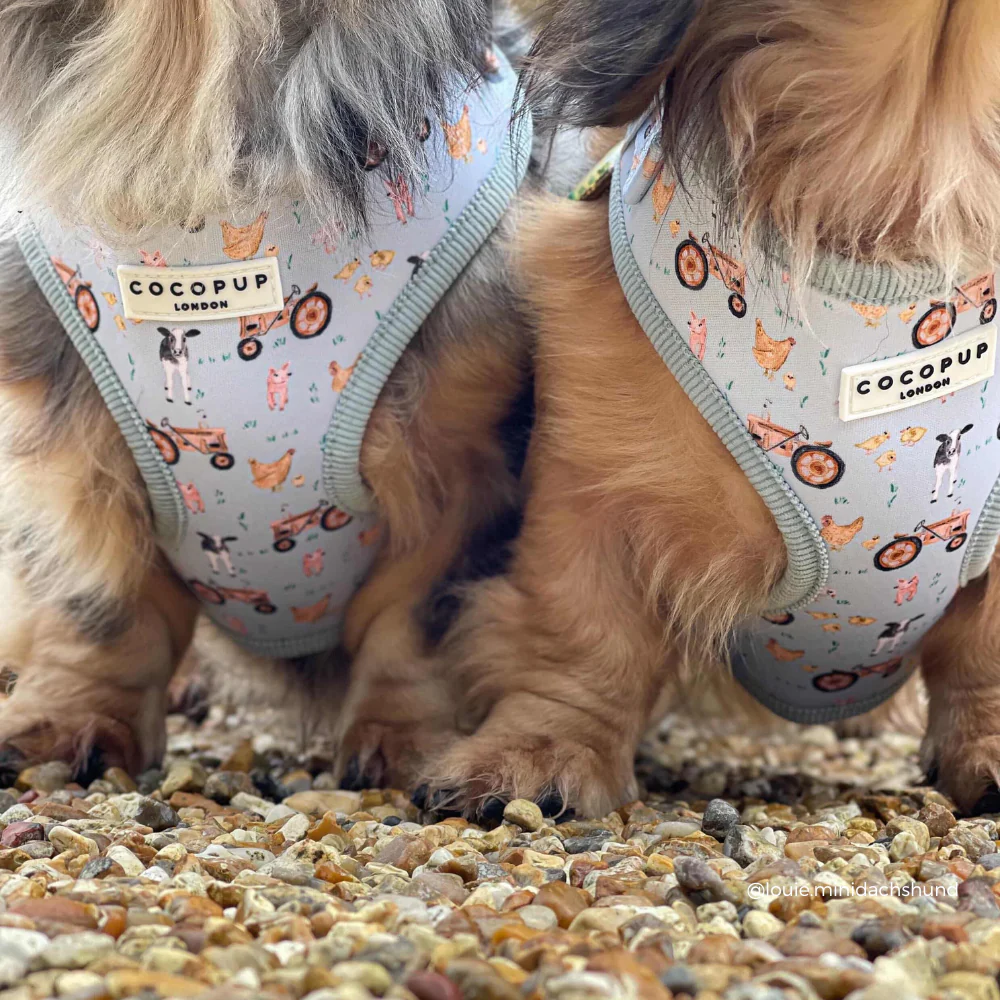 Barnyard Buddies Adjustable Neck Harness, Lead & Collar Bundle - Image 17