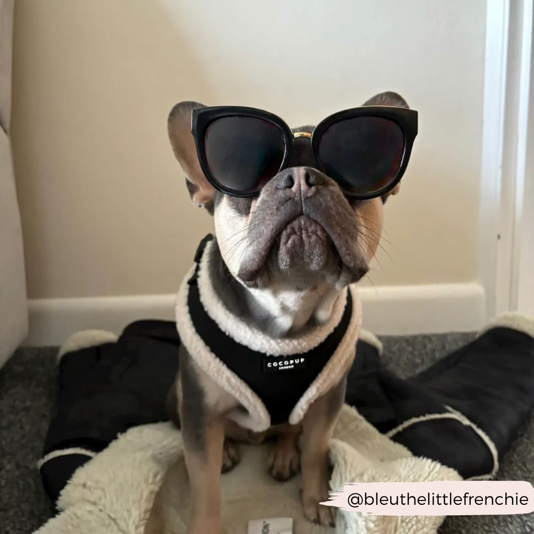 Black Aviator Adjustable Neck HARNESS - Image 22