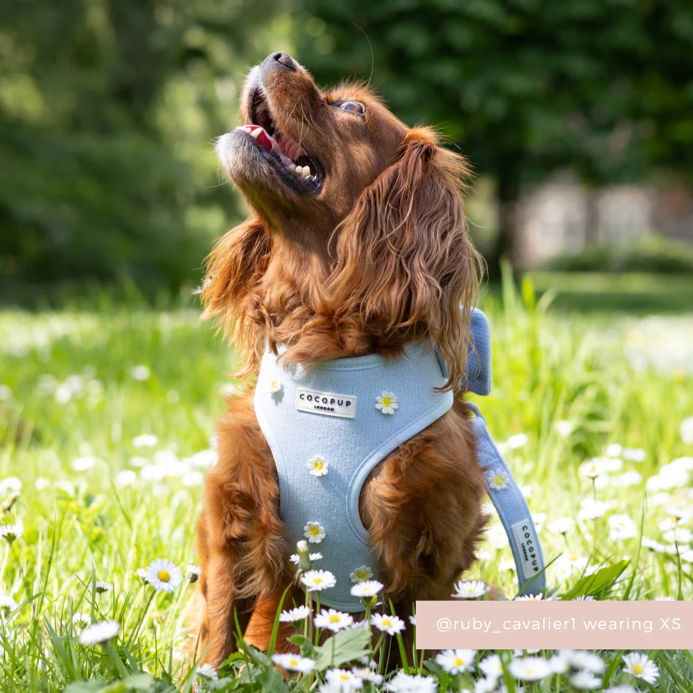 Blue Daisy Dream Adjustable Neck HARNESS - Image 6