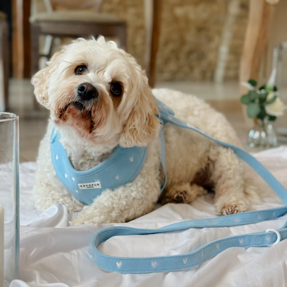 Blue Heartstrings Cord Lead - Image 2