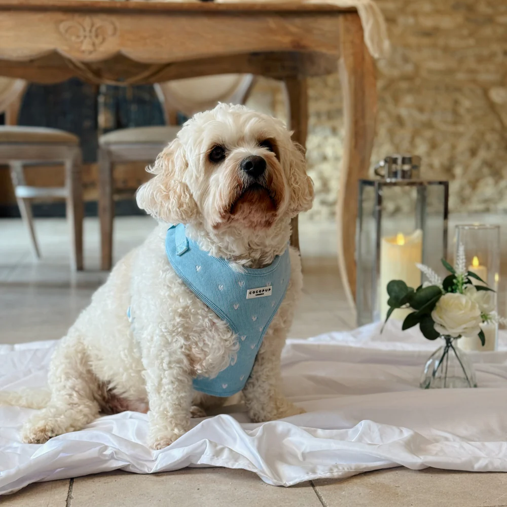 Blue Heartstrings Cord Adjustable Neck HARNESS - Image 5