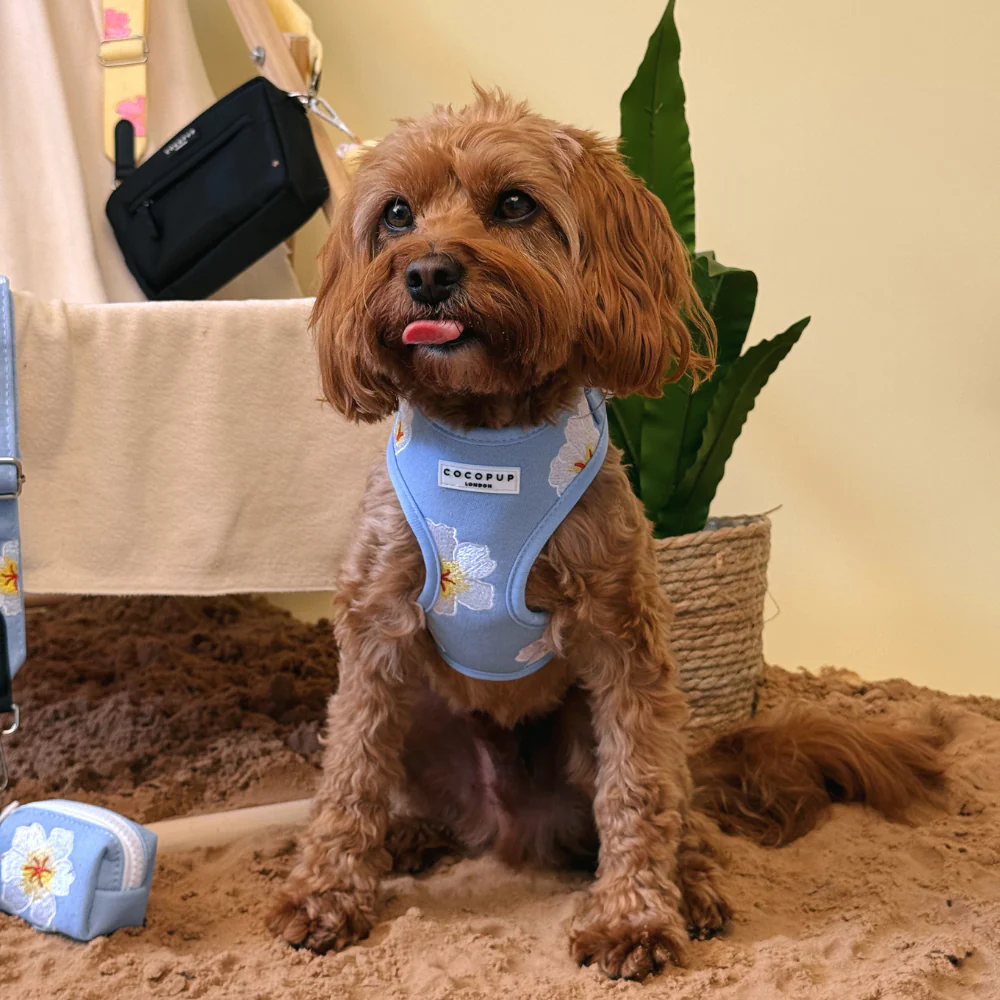 Blue Lagoon Adjustable Neck Harness, Lead & Collar Bundle - Image 11