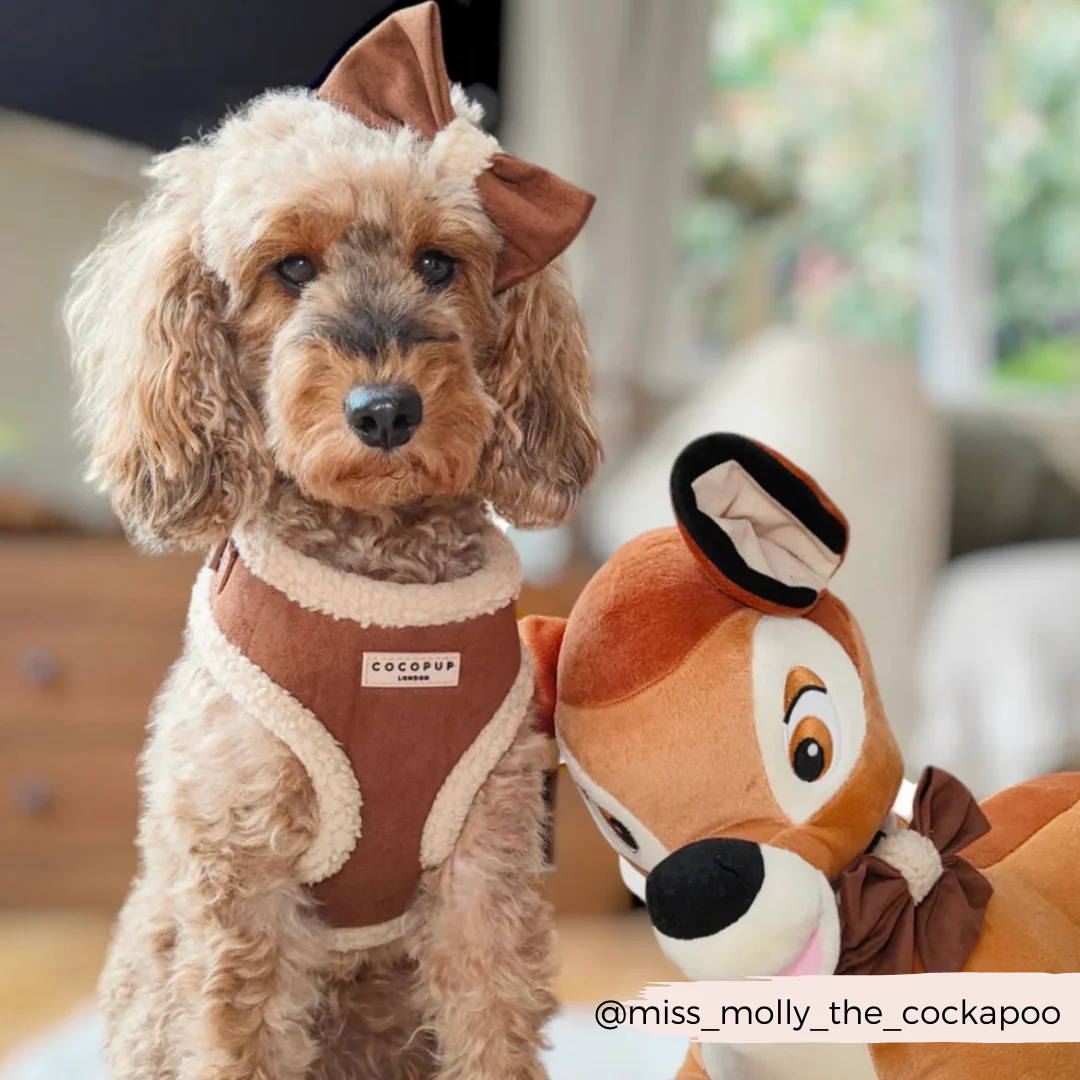 Brown Aviator Adjustable Neck Harness, Lead & Collar Bundle - Image 17