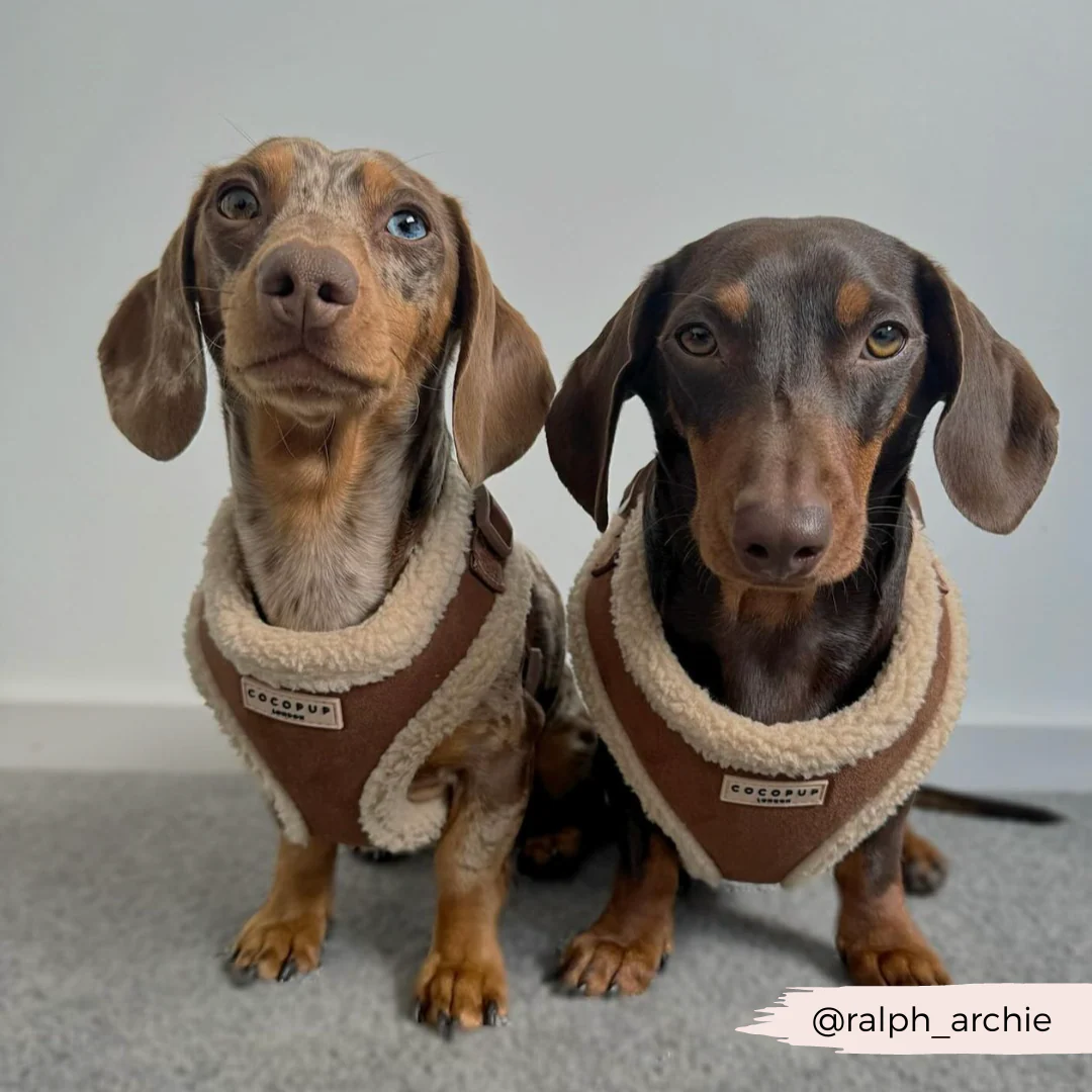 Brown Aviator Adjustable Neck Harness, Lead & Collar Bundle - Image 23