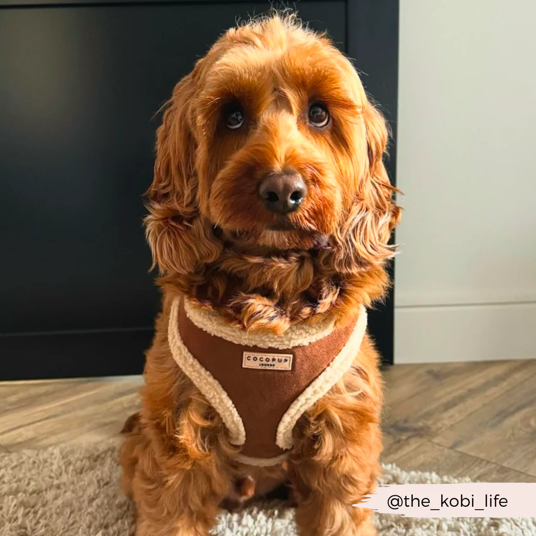 Brown Aviator Adjustable Neck Harness, Lead & Collar Bundle - Image 31