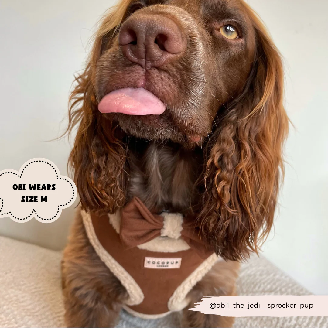 Brown Aviator Adjustable Neck Harness, Lead & Collar Bundle - Image 8