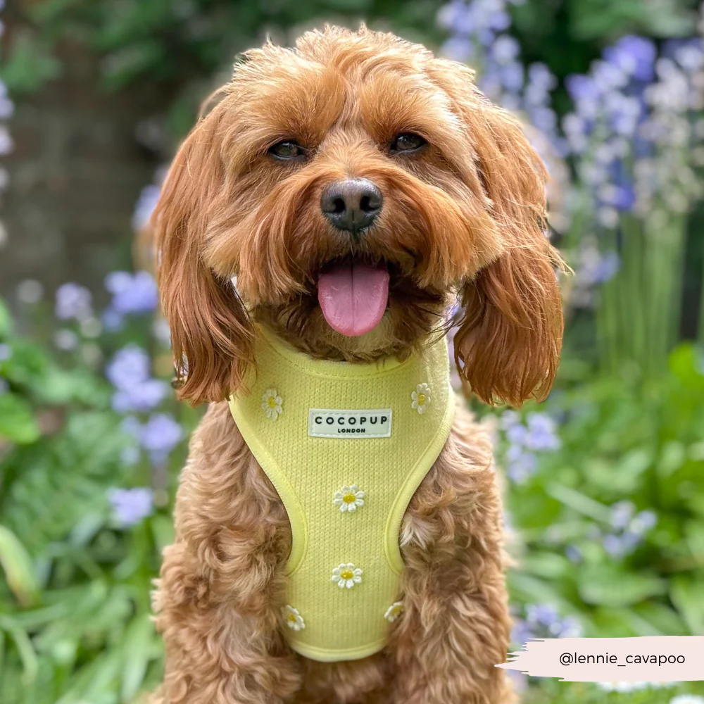 Buttercup Pup Adjustable Neck HARNESS - Image 10