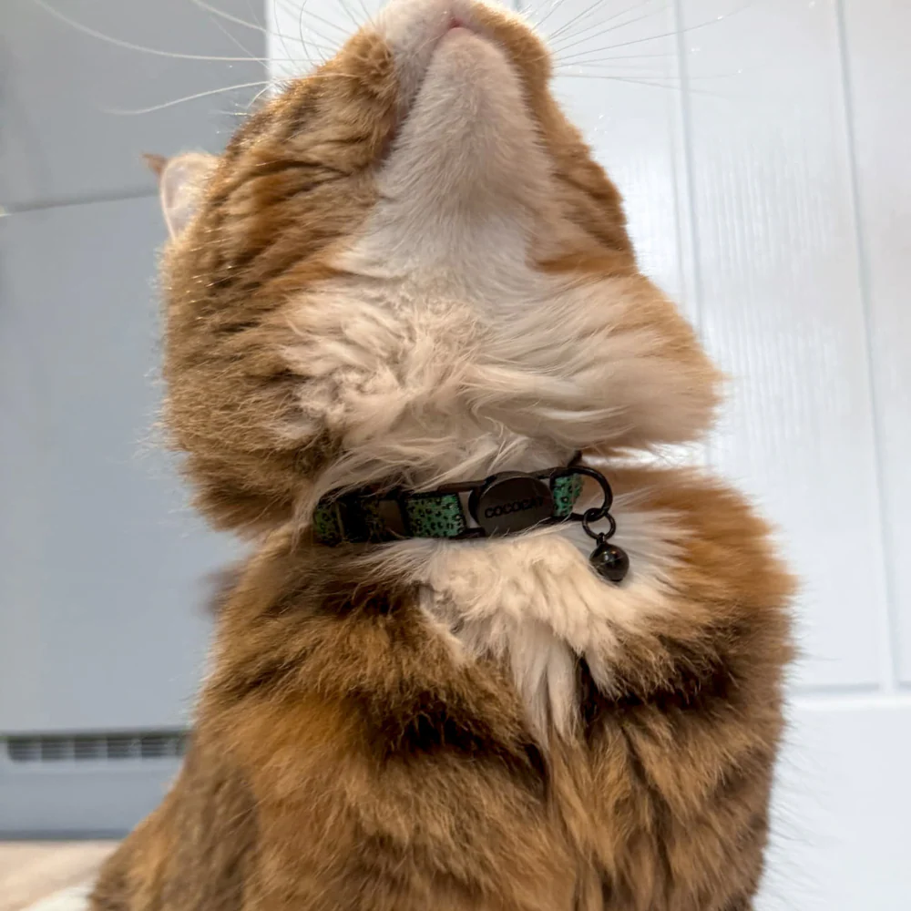 Cat Collar - Khaki Leopard - Image 4