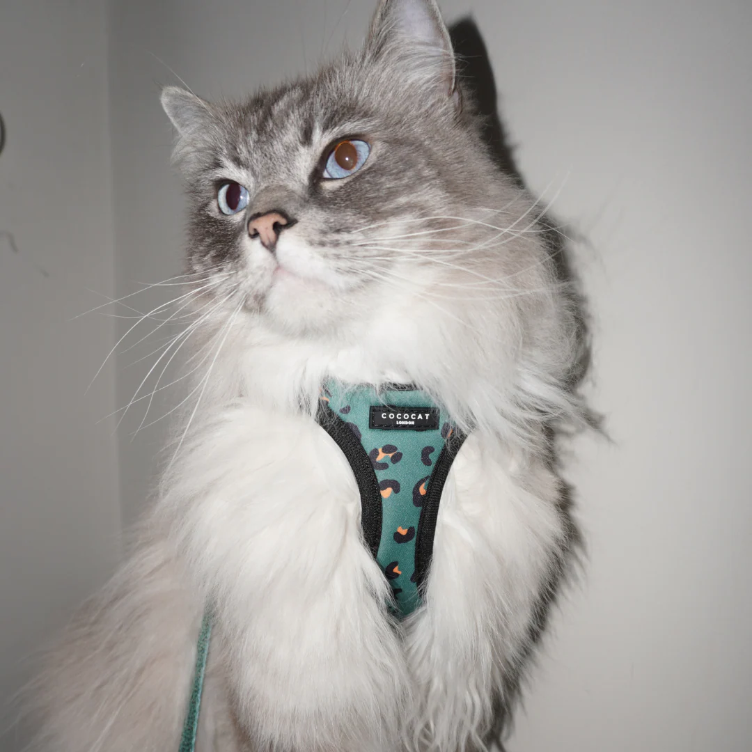 Cat Harness - Khaki Leopard - Image 10