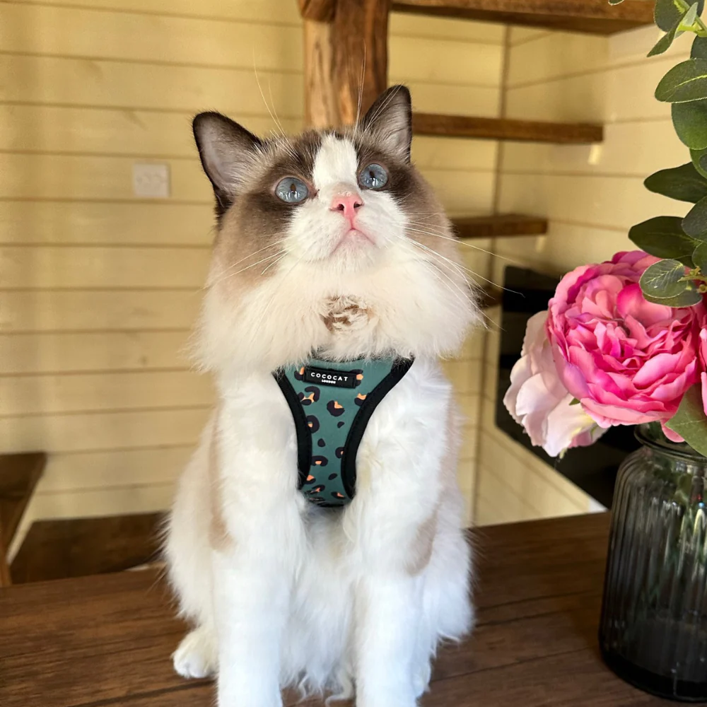 Cat Harness - Khaki Leopard - Image 11