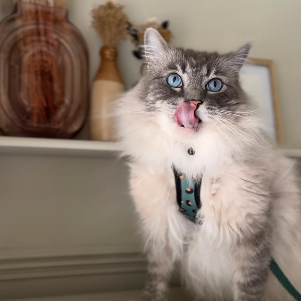 Cat Harness - Khaki Leopard - Image 7