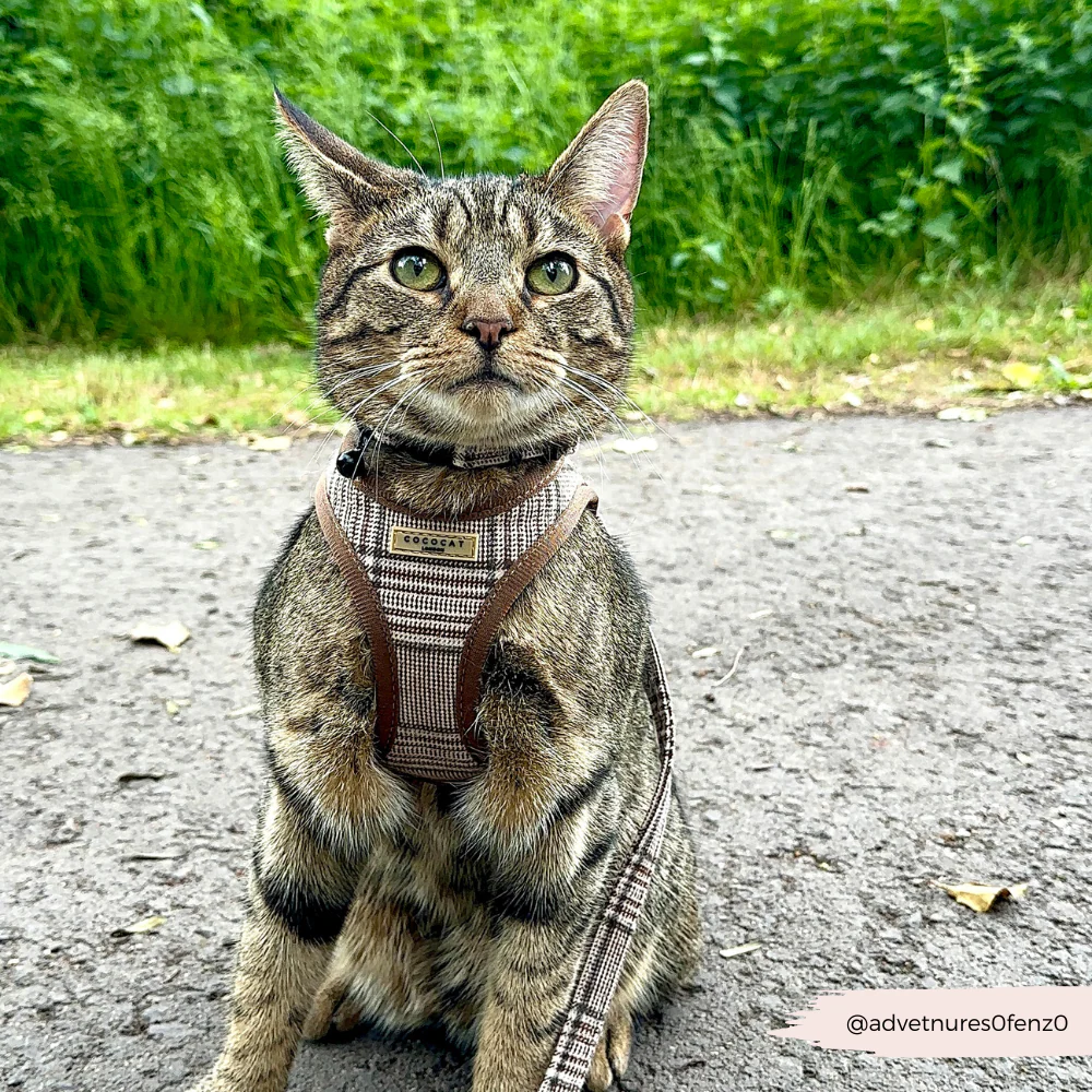 Cat Harness - Plaid - Image 6