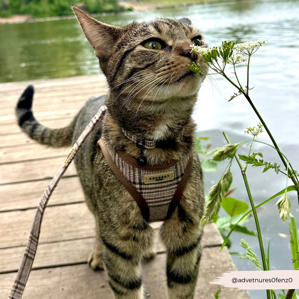 Cat Collar - Plaid - Image 2