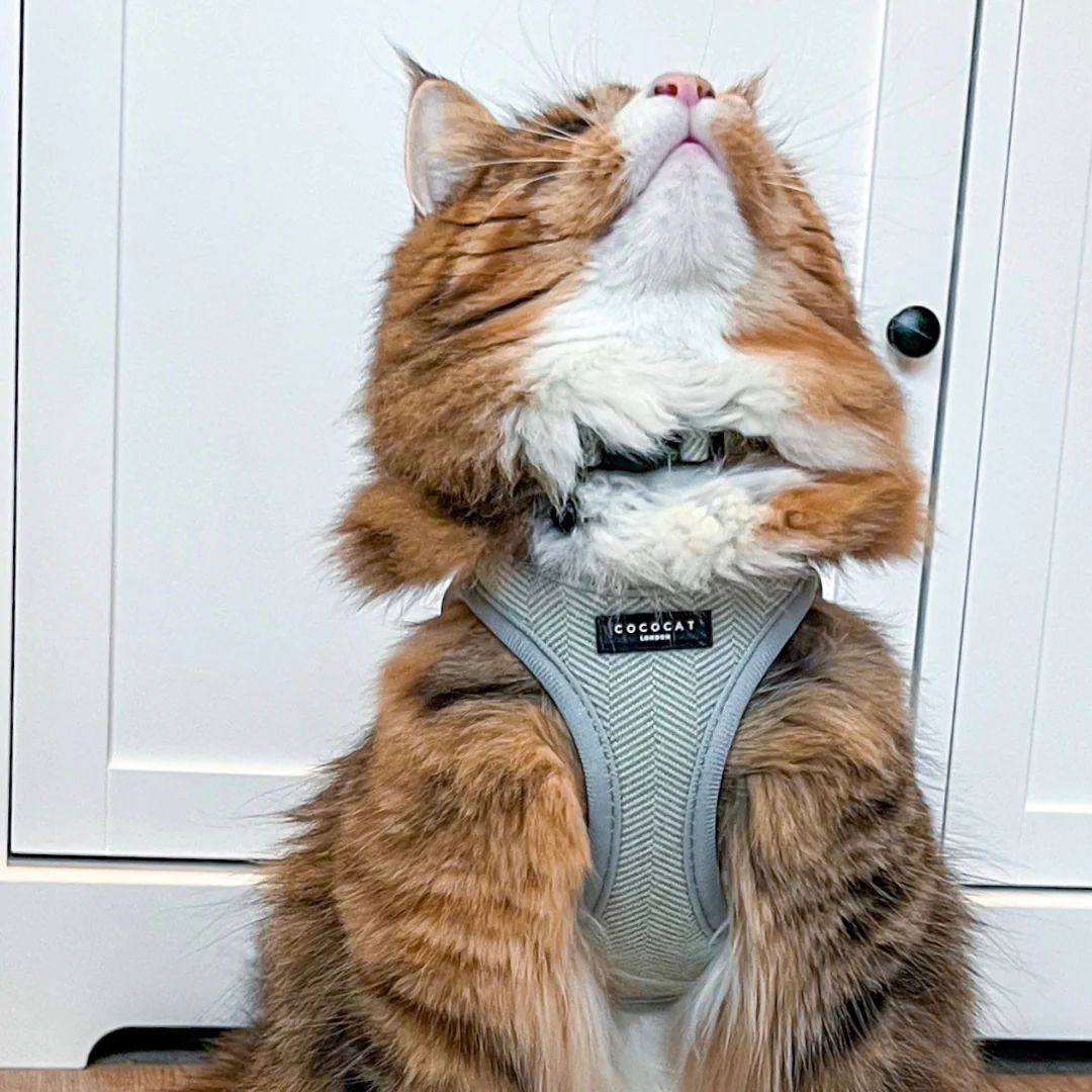 Cat Harness, Lead and Collar Bundle - Sage Tweed - Image 14