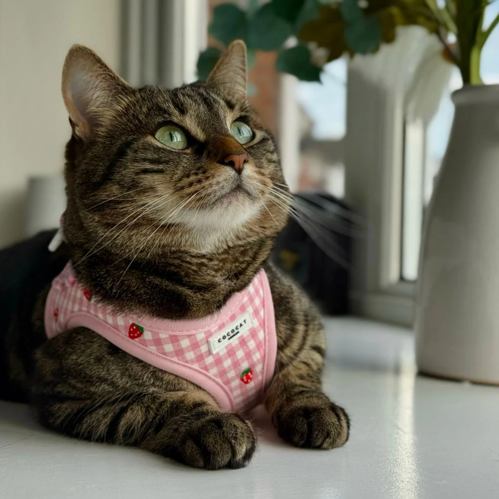 Cat Harness - Strawberry Picnic - Image 9