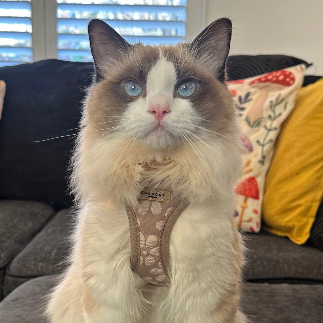 Cat Harness - Mocha Flower - Image 5