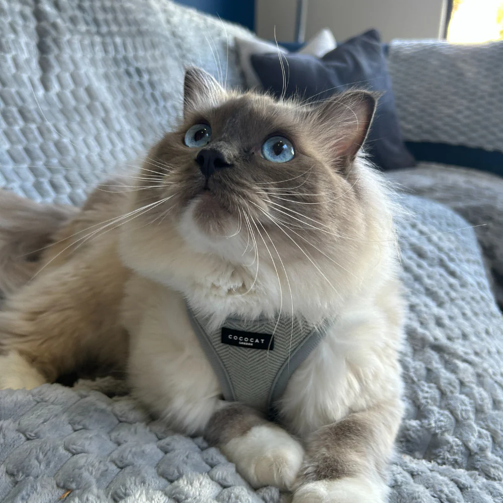Cat Harness - Sage Tweed - Image 11