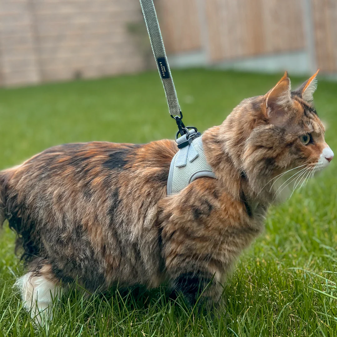 Cat Harness - Sage Tweed - Image 16