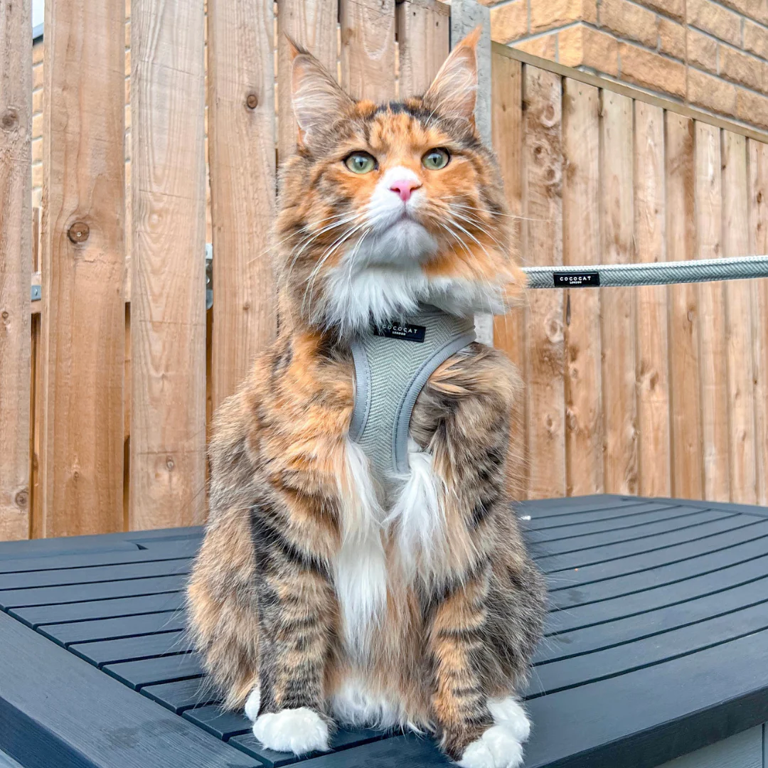Cat Harness - Sage Tweed - Image 17