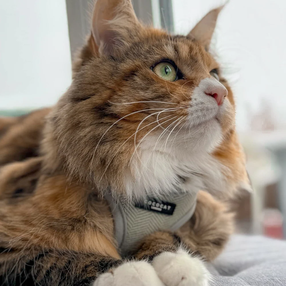 Cat Harness - Sage Tweed - Image 21