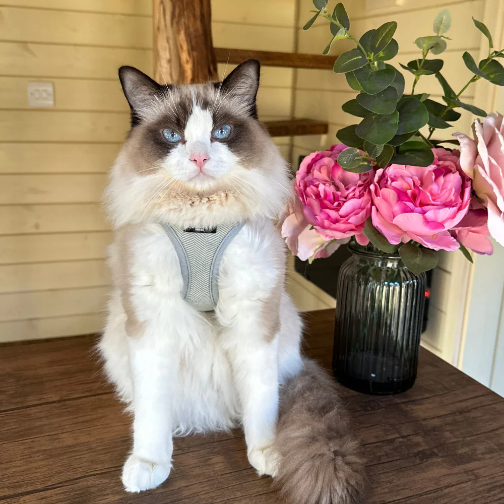 Cat Harness - Sage Tweed - Image 23