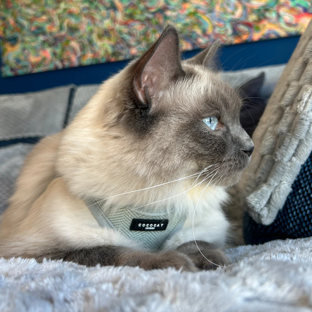 Cat Harness - Sage Tweed - Image 5