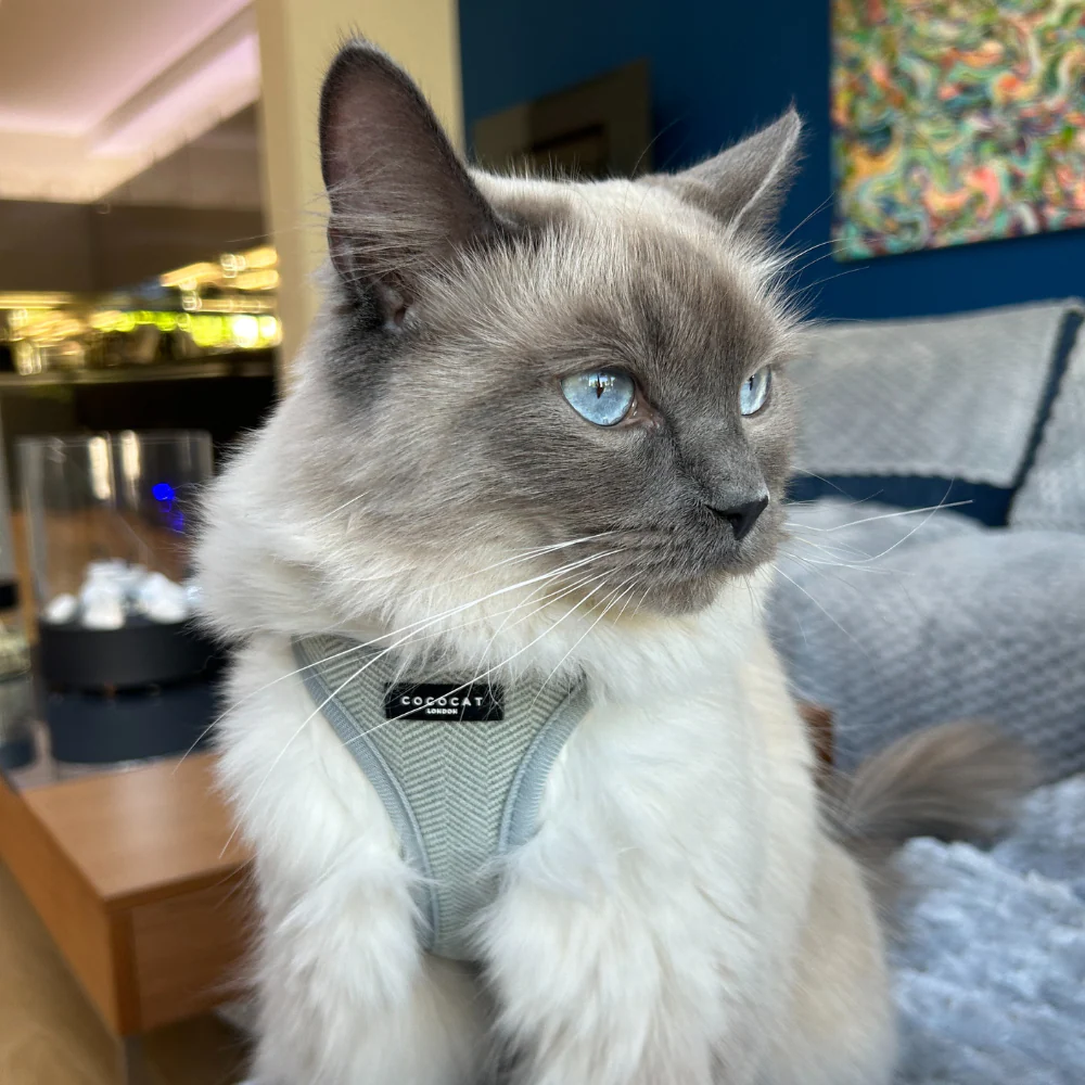 Cat Harness - Sage Tweed - Image 6
