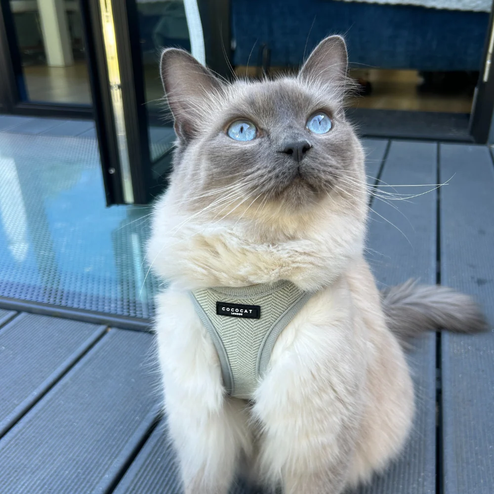 Cat Harness - Sage Tweed - Image 8
