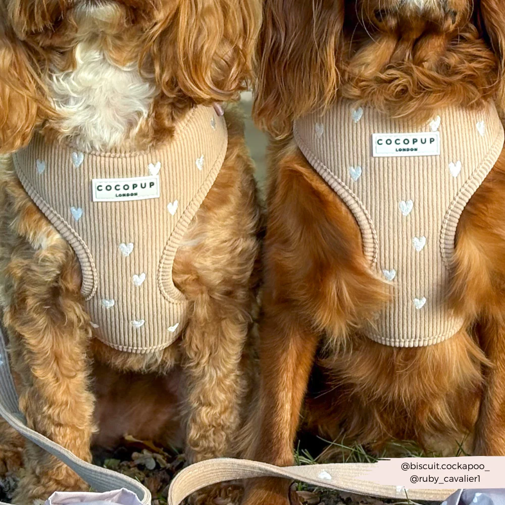 Chai Hearts Adjustable Neck HARNESS - Image 4