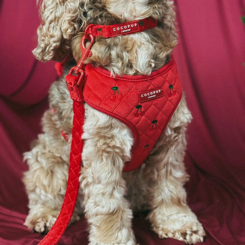 Cherry Velvet Crush COLLAR - Image 2