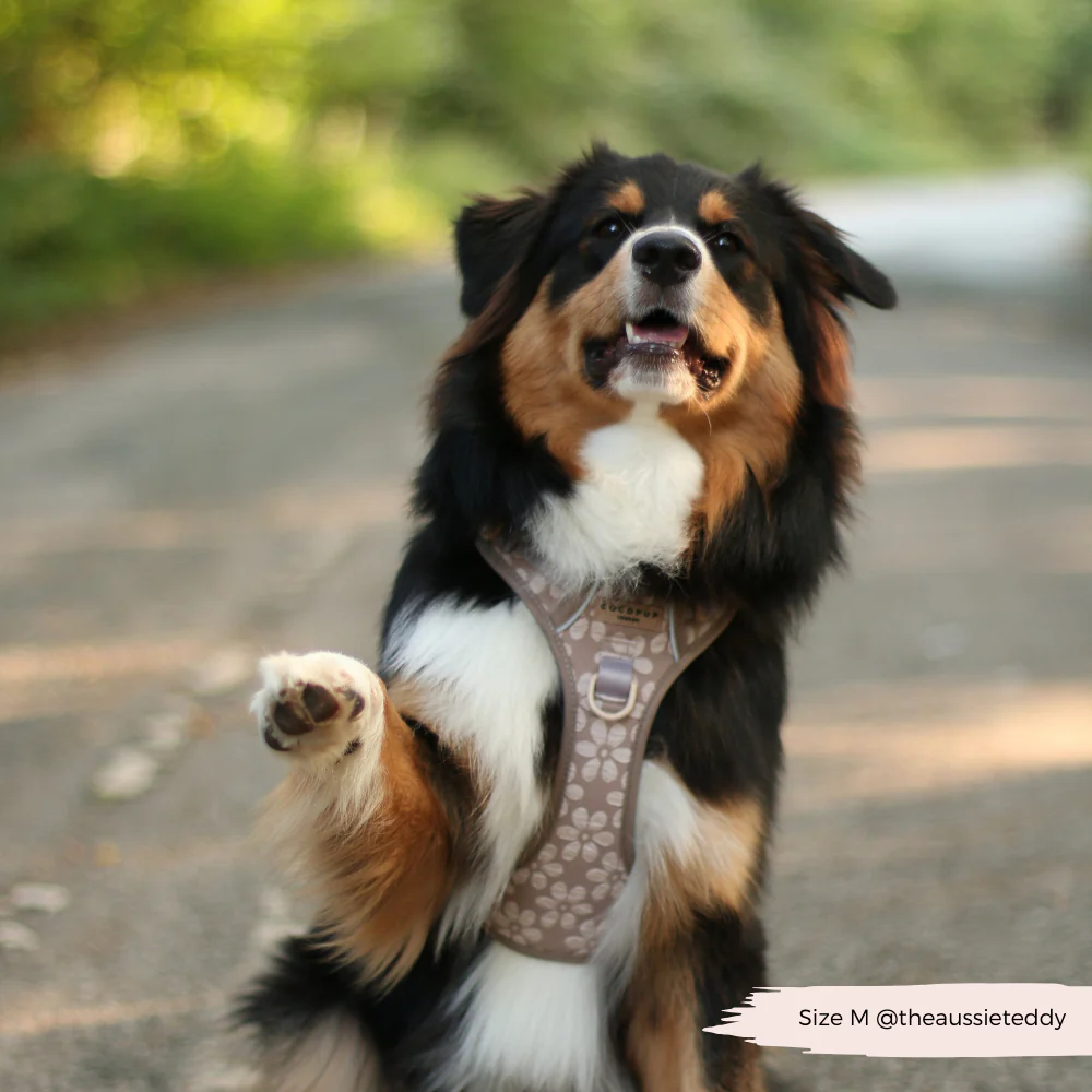 Explore Harness - Mocha Flower - Image 18