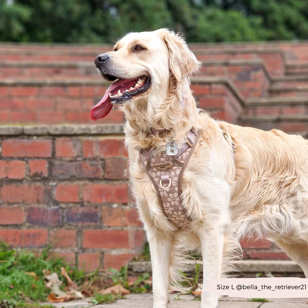 Explore Harness - Mocha Flower - Image 20
