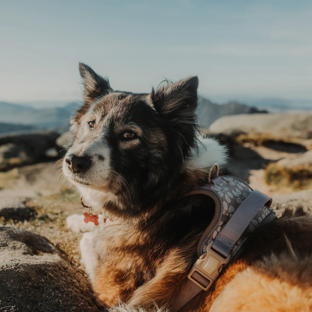 Explore Harness - Mocha Flower - Image 25