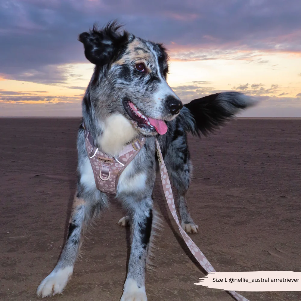 Explore Harness - Mocha Flower - Image 36