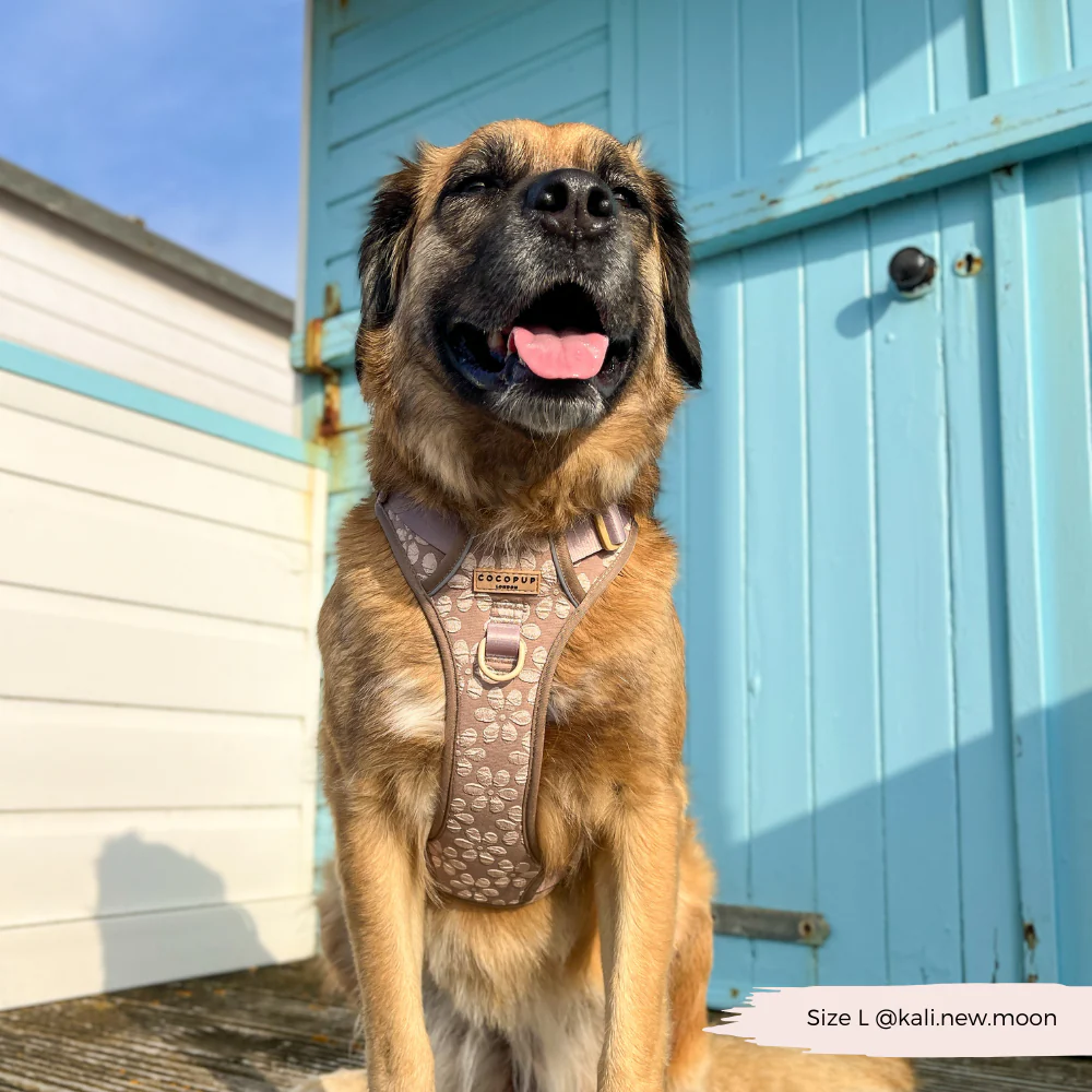 Explore Harness - Mocha Flower - Image 5