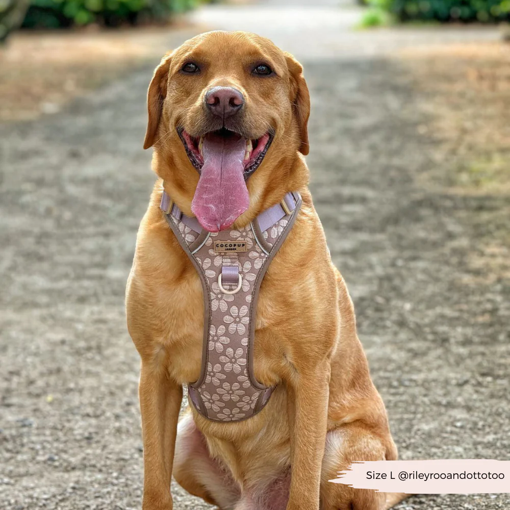 Explore Harness - Mocha Flower - Image 7